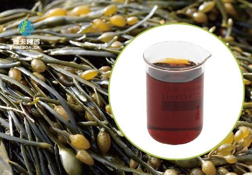 Your Reliable Ascophyllum nodosum Extract Supplier for Premium Seaweed Solutions