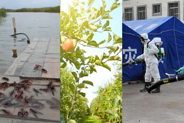 Big Capacity of Orchard, Greenhouse, Farm Using Knapsack Gasoline Engine Power Sprayer