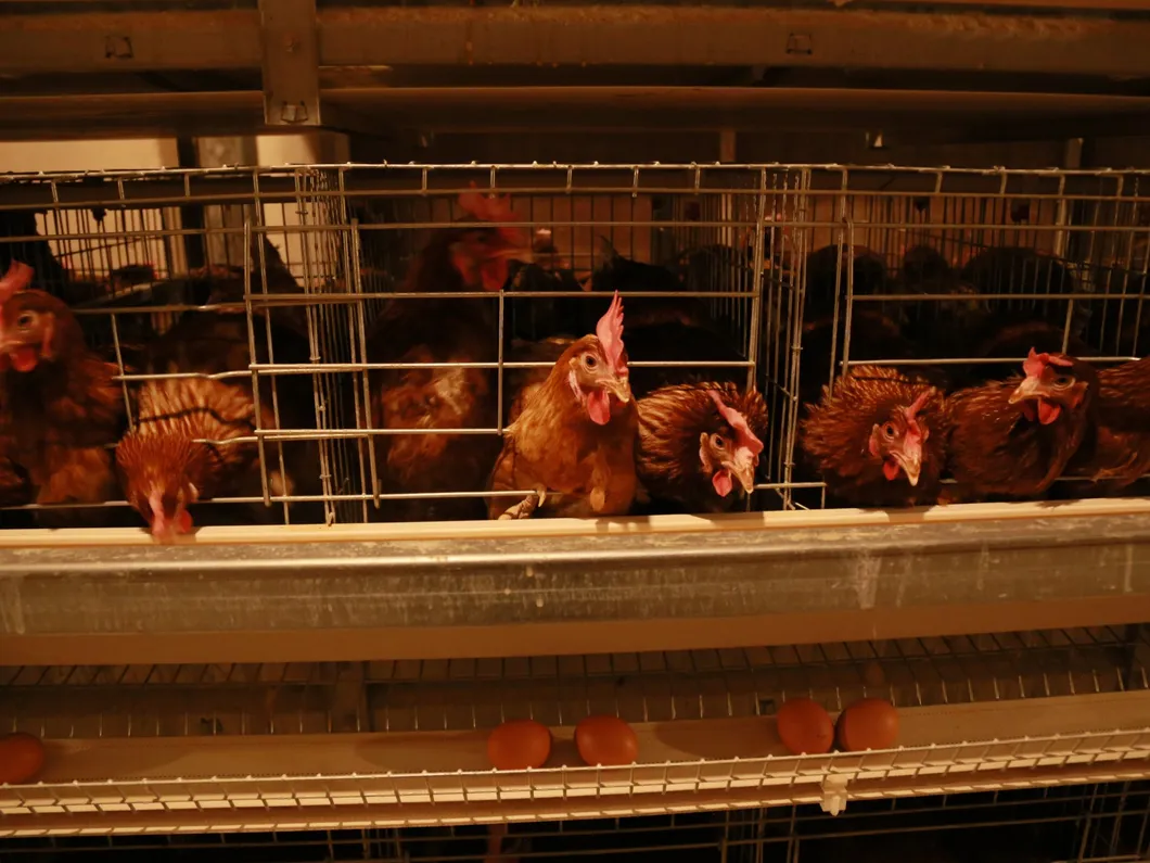 Layer Cage Best Quanlity Hot Sale Chicken Equipments Hot Galvanized Wiremeshes