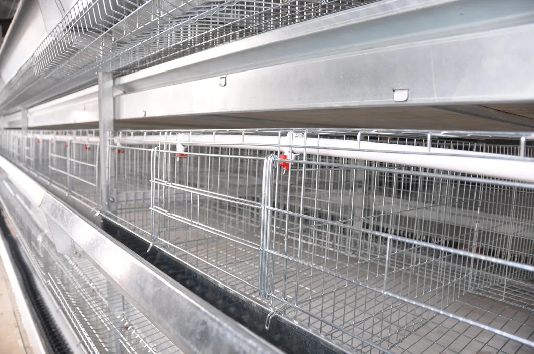 Layer Chicken Cage for Chicken Farm