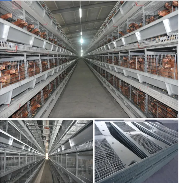 Layer Chicken Cage for Chicken Farm