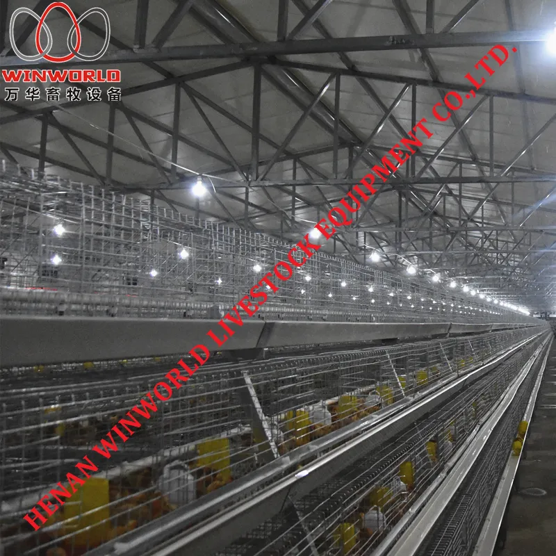 Saudi Arabia 3 Tiers A Type Battery Chicken Cage & Pullet Cage with 162 Birds Used in Chicken Shed