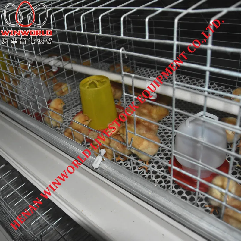 Saudi Arabia 3 Tiers A Type Battery Chicken Cage & Pullet Cage with 162 Birds Used in Chicken Shed