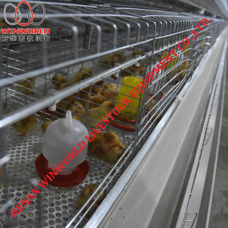 Saudi Arabia 3 Tiers A Type Battery Chicken Cage & Pullet Cage with 162 Birds Used in Chicken Shed
